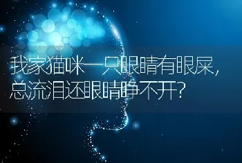 我家猫咪一只眼睛有眼屎，总流泪还眼睛睁不开？