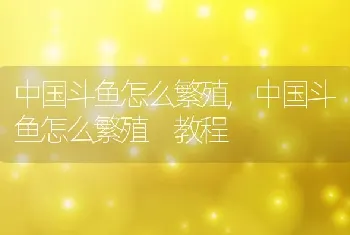 中国斗鱼怎么繁殖，中国斗鱼怎么繁殖 教程