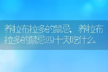 养拉布拉多的禁忌，养拉布拉多的禁忌四十天吃什么