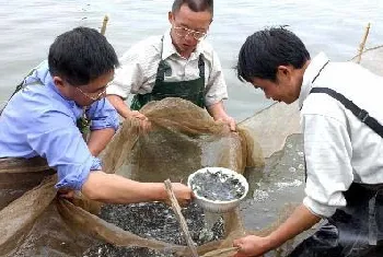 购买鱼苗应五看土经验教您选好苗