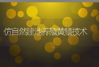 仿自然建池养殖黄鳝技术