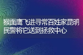 猴面鹰飞进寻常百姓家昆明民警将它送到拯救中心