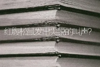 红腹松鼠发出尖锐的叫声？