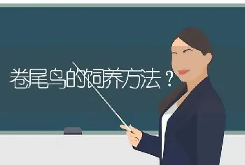 卷尾鸟的饲养方法？