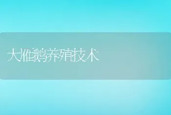 大雁鹅养殖技术