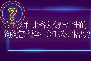 金毛犬和比格犬交配生出的狗狗怎么样？金毛公比格母？