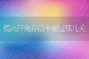 提高仔兔存活率要过哪几关