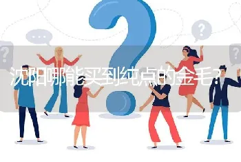 沈阳哪能买到纯点的金毛？