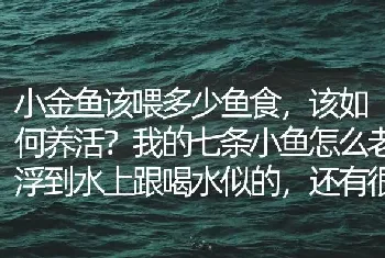 小金鱼该喂多少鱼食，该如何养活？我的七条小鱼怎么老浮到水上跟喝水似的，还有很大声音？