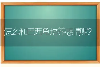 怎么和巴西龟培养感情呢？