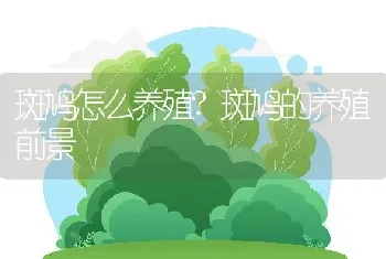 斑鸠怎么养殖?斑鸠的养殖前景