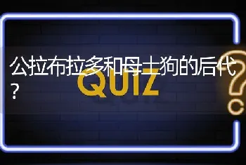 公拉布拉多和母土狗的后代？