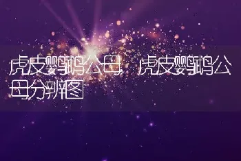 虎皮鹦鹉公母，虎皮鹦鹉公母分辨图