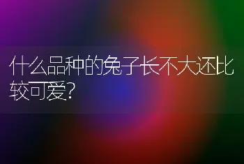 什么品种的兔子长不大还比较可爱？