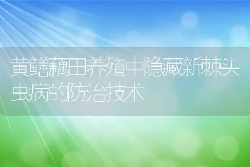 黄鳝藕田养殖中隐藏新棘头虫病的防治技术