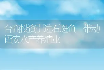 台商投资引进石斑鱼 带动诏安水产养殖业