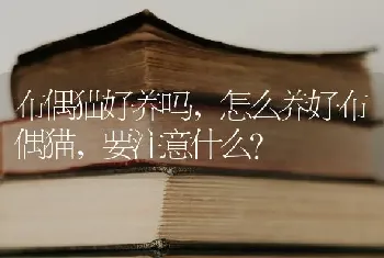 布偶猫好养吗，怎么养好布偶猫，要注意什么？