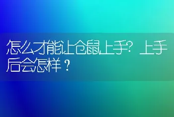 怎么才能让仓鼠上手?上手后会怎样？