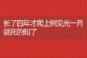 长了四年才爬上树见光一月就死的知了