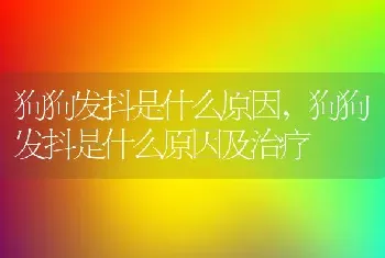 狗狗发抖是什么原因，狗狗发抖是什么原因及治疗