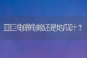 亚巨龟喂龟粮还是地瓜叶？