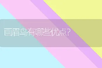 画眉鸟有哪些优点？