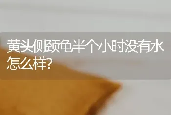 黄头侧颈龟半个小时没有水怎么样？