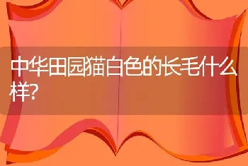 中华田园猫白色的长毛什么样？