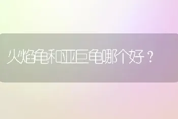 火焰龟和亚巨龟哪个好？