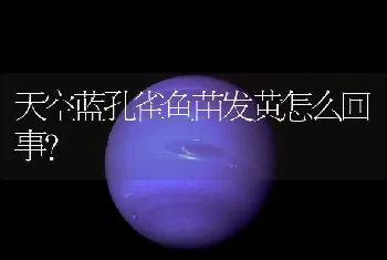 天空蓝孔雀鱼苗发黄怎么回事？