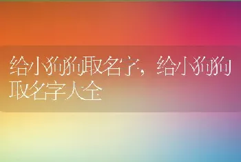 给小狗狗取名字，给小狗狗取名字大全