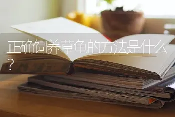 正确饲养草龟的方法是什么？