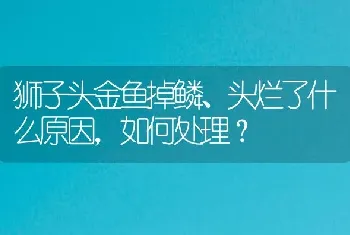 狮子头金鱼掉鳞、头烂了什么原因，如何处理？