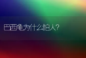 巴西龟为什么怕人？