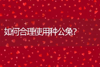 如何合理使用种公兔？