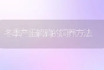 冬季产蛋鹌鹑的饲养方法