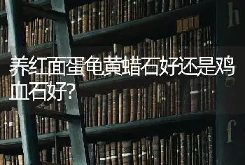 买一只纯种拉不拉多犬大概多少钱啊？