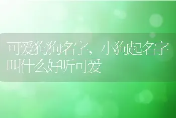 可爱狗狗名字，小狗起名字叫什么好听可爱