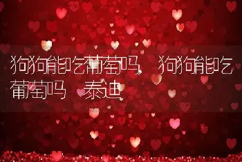 狗狗能吃葡萄吗，狗狗能吃葡萄吗 泰迪