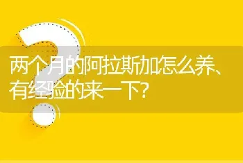 两个月的阿拉斯加怎么养、有经验的来一下？