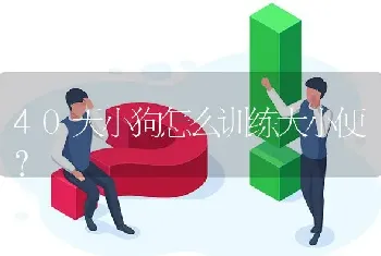 40天小狗怎么训练大小便？