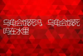 乌龟会饿死吗，乌龟会饿死吗在水里