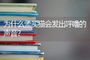 为什么孟买猫会发出呼噜的声音？