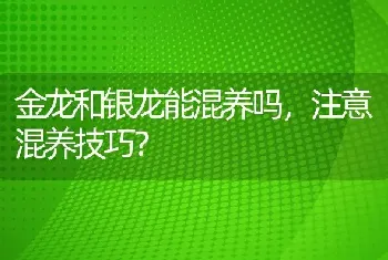 金龙和银龙能混养吗，注意混养技巧？