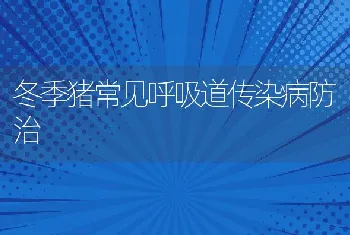 冬季猪常见呼吸道传染病防治