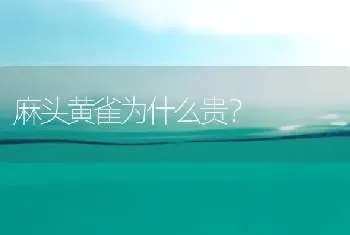 麻头黄雀为什么贵？