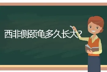 西非侧颈龟多久长大？