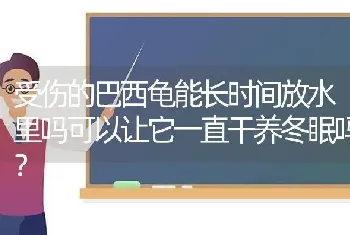 受伤的巴西龟能长时间放水里吗可以让它一直干养冬眠吗？