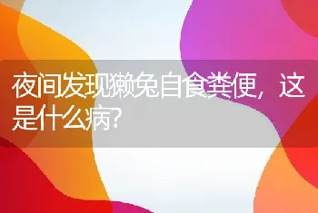 夜间发现獭兔自食粪便，这是什么病？