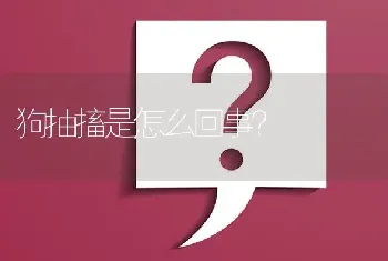 狗抽搐是怎么回事？